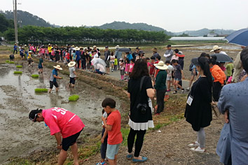 주민들이 벼 모심기 준비하는 사진
